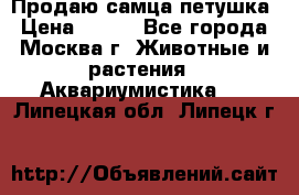 Продаю самца петушка › Цена ­ 700 - Все города, Москва г. Животные и растения » Аквариумистика   . Липецкая обл.,Липецк г.